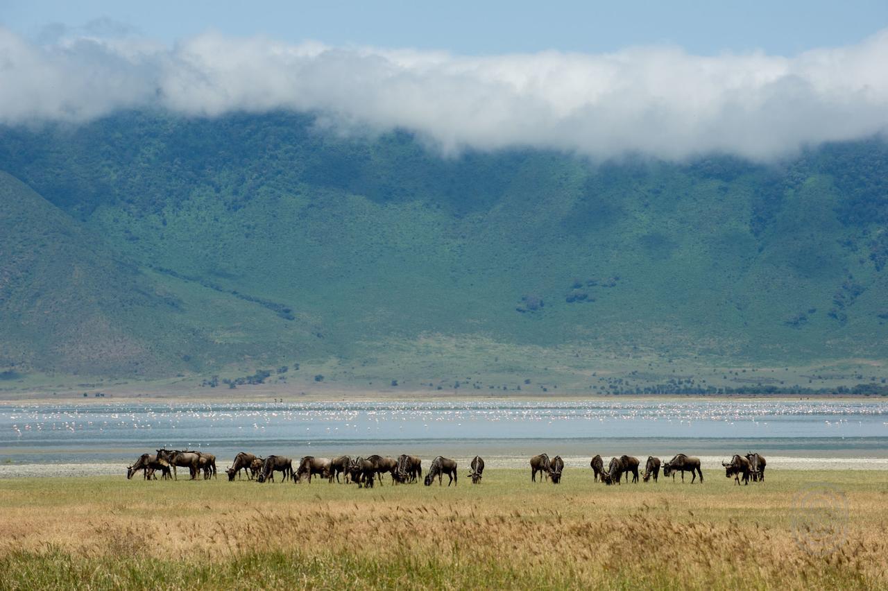 Ngorongoro Serena Safari Lodge Dış mekan fotoğraf
