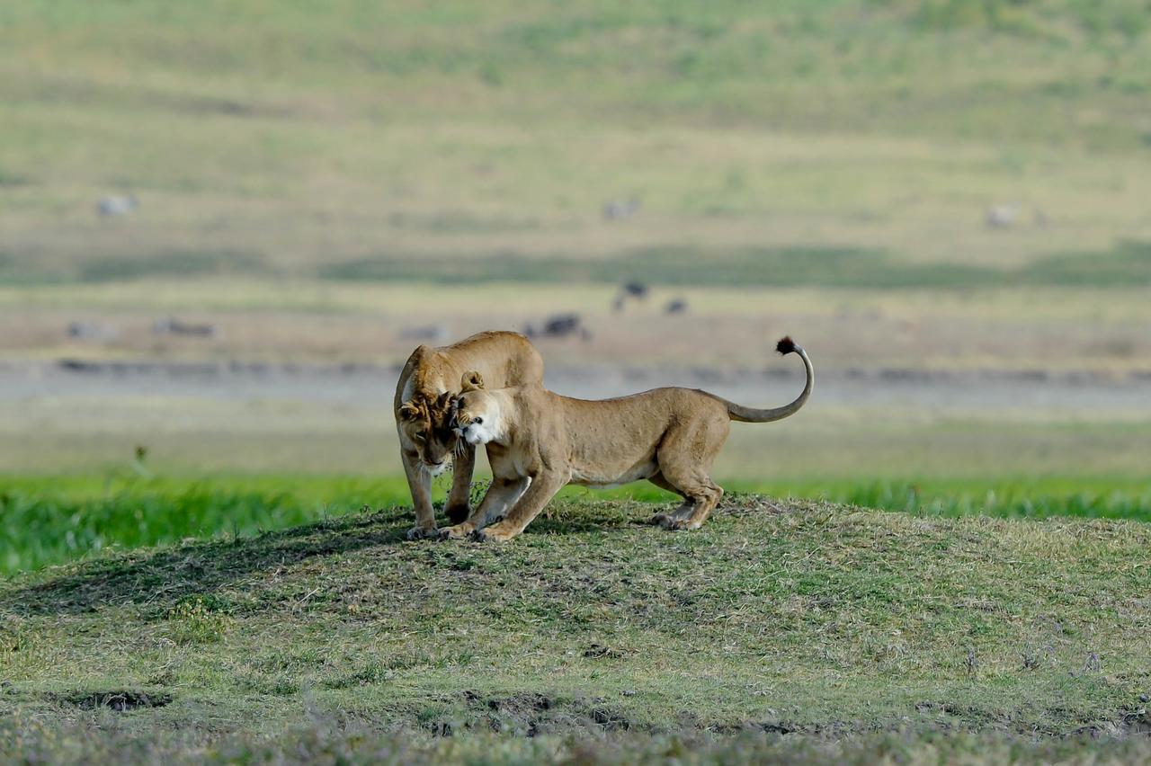 Ngorongoro Serena Safari Lodge Dış mekan fotoğraf